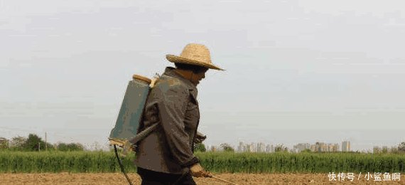 2019年开始, 农民就不再种地了 多个农民已确认, 这可能是真的!