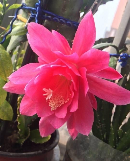  #充足#养令箭荷花，做好“这5点”，花大色艳，一次开花20朵