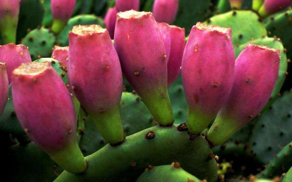  野果@浑身是刺的野果，农村孩童的零食，如今卖到20一斤，却少有