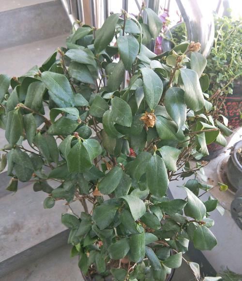  选择：掉花苞掉叶的茶花是选择赏花还是选择存活？小孩子才会选