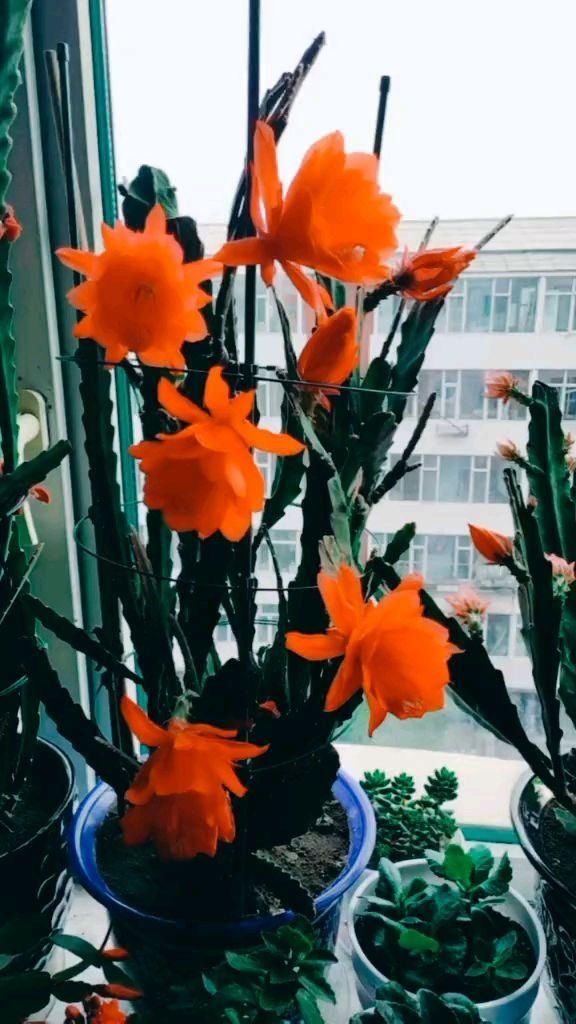  #充足#养令箭荷花，做好“这5点”，花大色艳，一次开花20朵