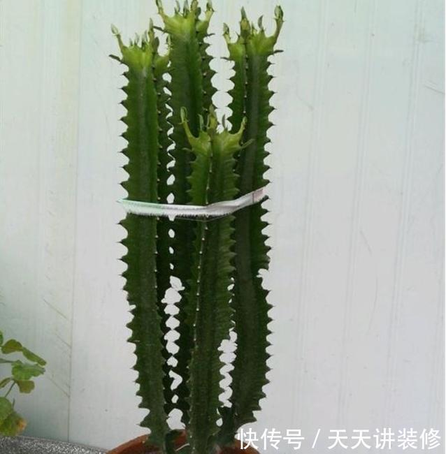 适合:三种“耐旱花”,少浇水反而长得旺,新手都适合养,真正的懒人花