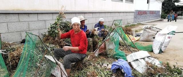  自制@农民自制打花生神器，86岁农村婆婆身手矫健！高手在农村