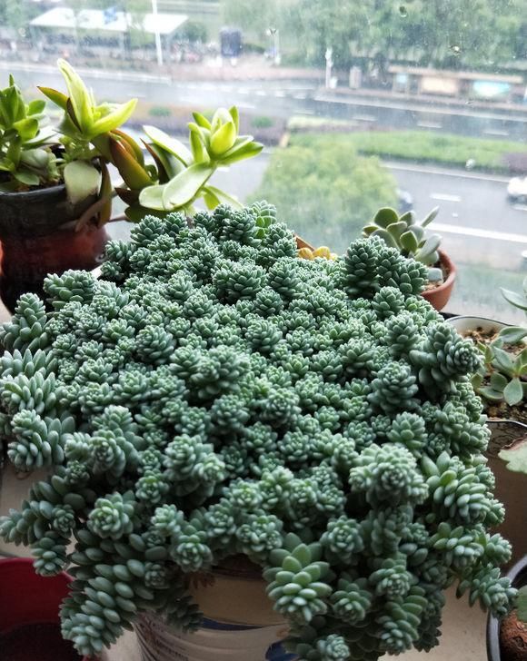 都是比较：多肉植物中的“美人”，叶片圆滚滚，粉嫩嫩的，女朋友看了都嫉妒