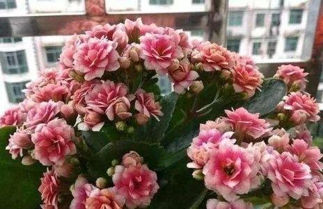  『适合』适合新手养的四种花，不用费心，就能长的特别好，花开不断！