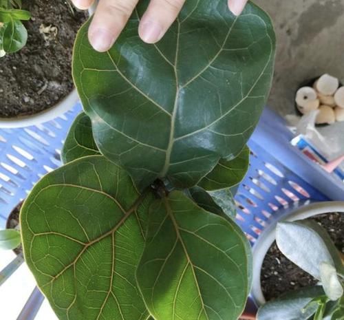  「琴叶榕」2种花“株型大”，养客厅不仅“大气”，还吸甲醛，叶片翠绿好看