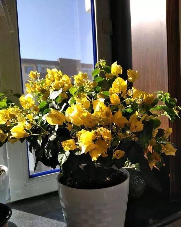 「暗斑夕阳红」这13种三角梅被称“开花机器”小苗就不断开花,适合阳台盆栽