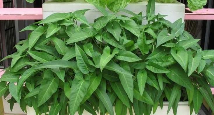  [漂亮]4种“有机蔬菜”种阳台，漂亮好养，绿色营养，吃完一茬又一茬！