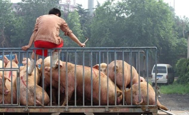 猪肉值钱都挑小猪仔，猪肉不值钱都拣大的要，这到底是为什么？