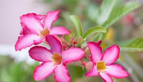  「越好」3种花漂亮又好养，浇水越少长的越好，开花很漂亮，适合新手养护