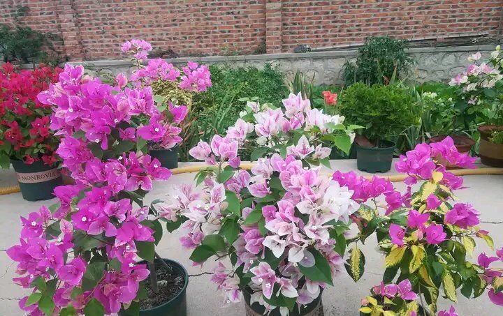  #不难#天气热养花也不难,这4种花“不怕太阳晒”,气温高反而长势旺...