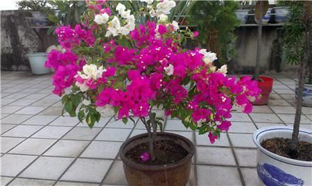  『养植』花开谁见谁夸，人人羡慕，绝佳的观赏花卉，最适合养植观赏