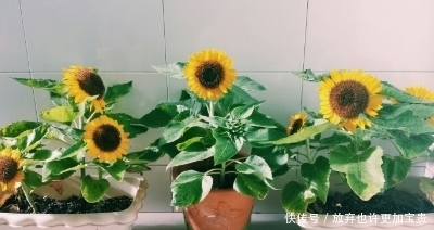『阳光』如何在自己的阳台上种植美丽可口的向日葵