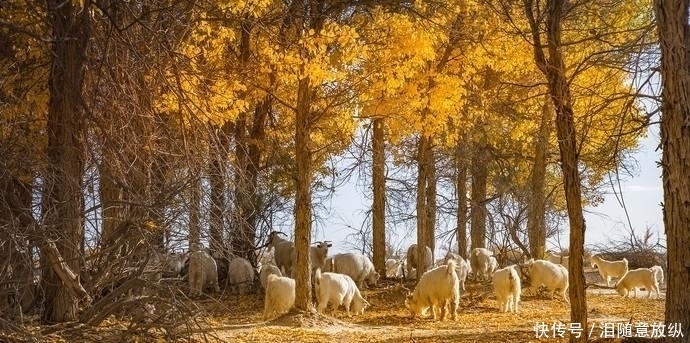 世界仅存的三大原始胡杨林之一，就在内蒙古，即将迎来一年中最美