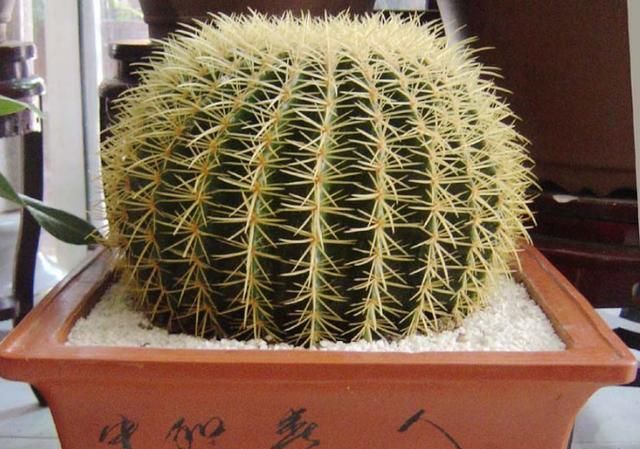  「旺盛」仙人球用什么土壤栽培好?日常怎么养护管理才会生长旺盛开花娇艳