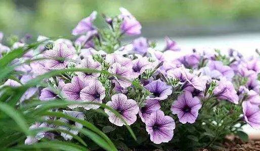  『热越』适合夏天养的几朵花，在家养一朵，花香飘满屋，越热越容易疯长