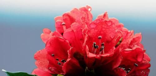 「燃起」余杭燃起“火烧云”,满山的杜鹃花美极了!