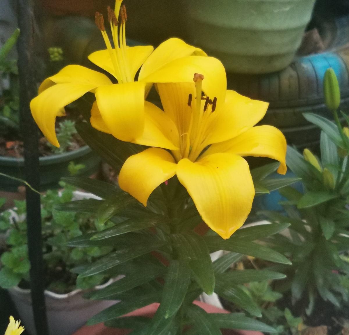  「光照」土里加点它，花蹭蹭爆盆，颜色亮的直耀眼