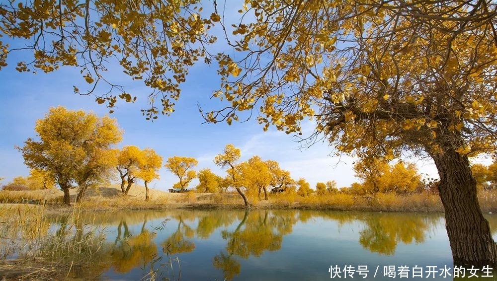 新疆醉美5大胡杨林，简直驶入童话世界，这份攻略请收下！