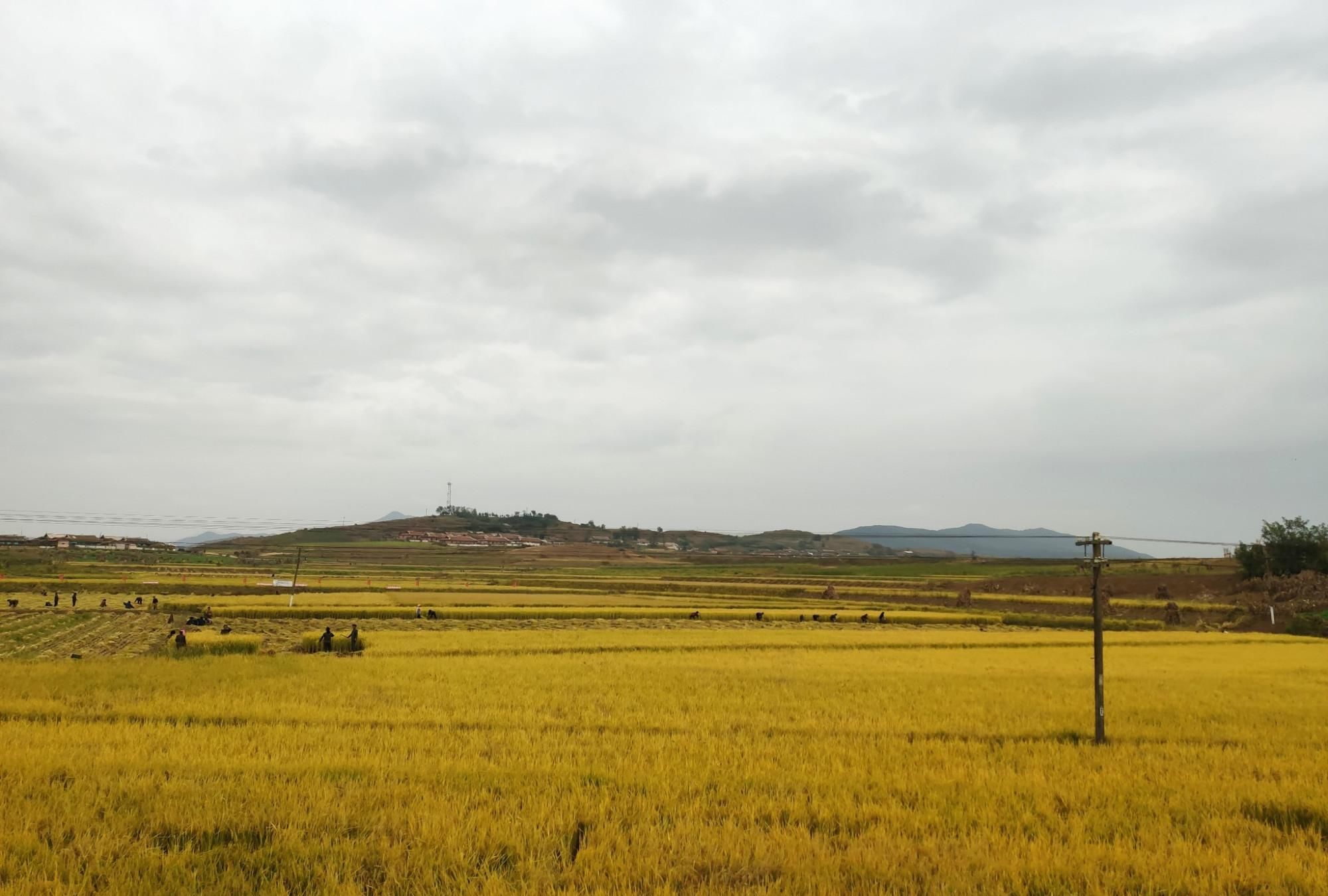  收割|走进朝鲜：看看朝鲜农民如何收庄稼？