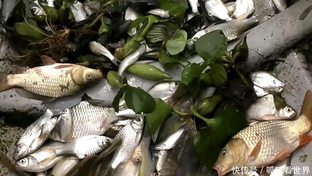  【水上漂】一种植物，猪牛不吃，农民却弄去“喂鱼”？网友：鱼