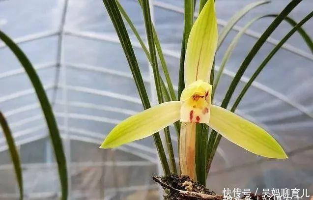  配制■怎样的兰花植料才是最好的不懂得配制，花再多钱都是浪费