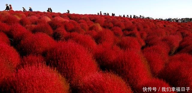 五一小长假你想去哪儿为你盘点全球醉美花海绚烂宛若人间仙境
