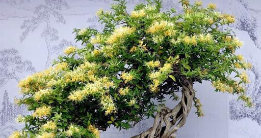  [新宠]盆栽新宠金银花，掌握5个养护技巧，开花一波又一波！