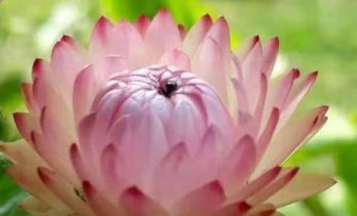  「优良」客厅养花，那就养”优良名菊“鳞托菊，花开如鱼儿嬉戏，精美绝伦