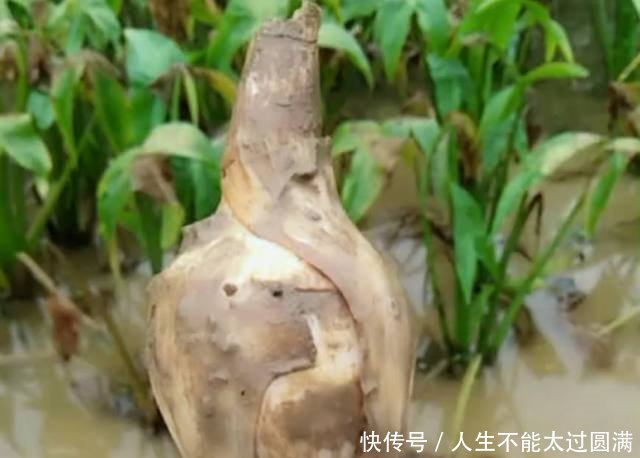 农民种植看似像“芋头”的它，一斤卖十元，靠它年赚三十万！