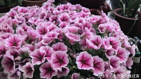  『轻松』家庭养矮牵牛的小技巧，简单一打理，轻松养爆盆，开出大花球