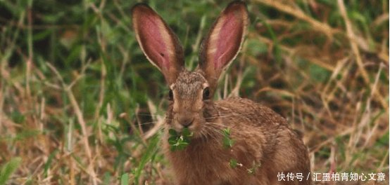  「野猪」农村被保护的“稀罕物”, 成为了农村“新四害”, 农民