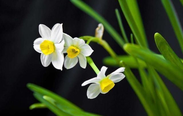  「牡丹」这15种自带“好运”的花，素来招人爱惜，别样雅称更是吸引人