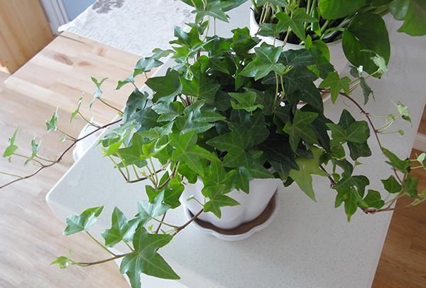 喜欢■这“4种”植物,细菌最不喜欢,好养还能净化空气,大家都在养!