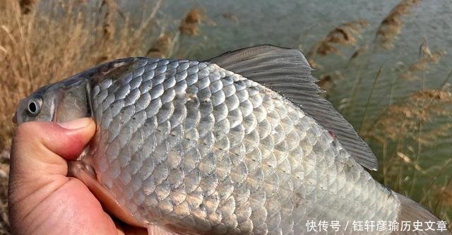 『摄影师』古稀老人爱垂钓,芦苇塘边一坐一天,说能不能钓到鱼并不重要