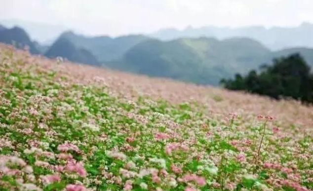 最近陕北火了，万亩荞麦花海，媲美茶卡的天境盐湖，刷爆了朋友圈