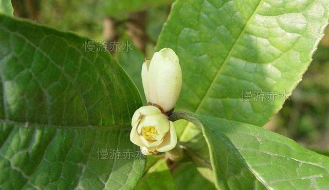  「火柴」曾经是贵州赤水山民的烧火柴，现在为国家明令不准外流的稀世珍宝