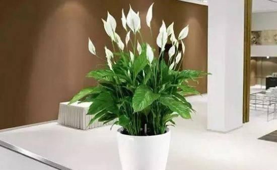 「植物」不知道在卧室养什么植物,就养这几种,好处多多!