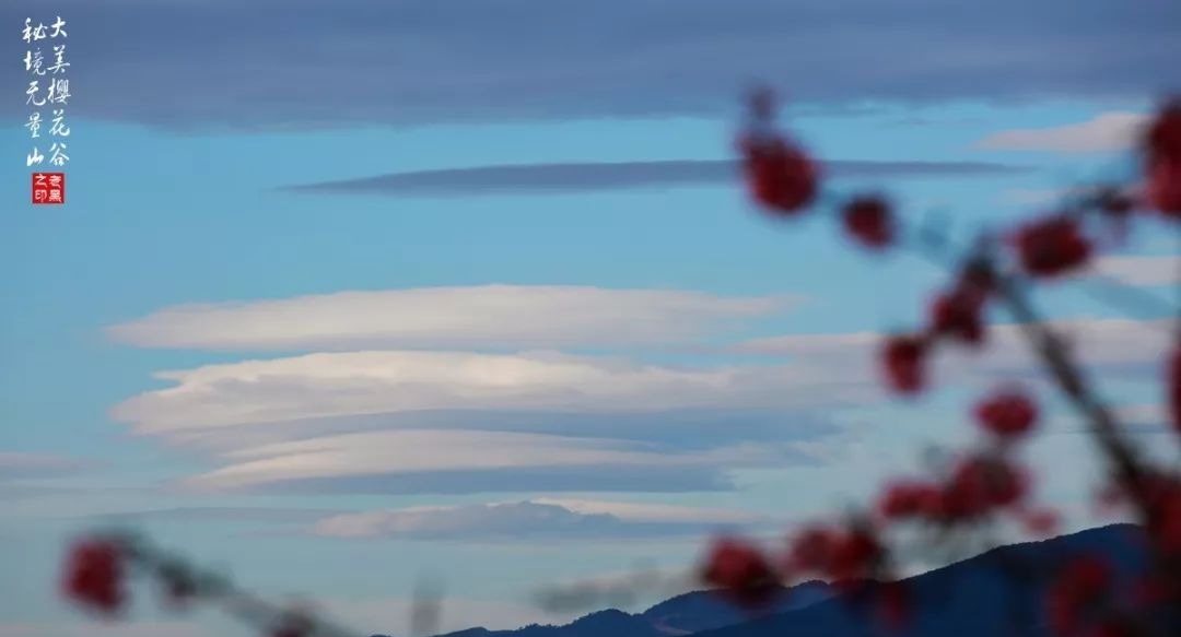 大美无量丨樱花谷的樱花又开了,未来20天,赏花正当时
