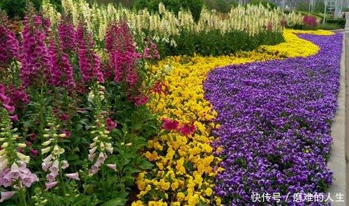  『节节』一个花箭1米8，茎秆上面全是花，种一棵毛地黄，节节都有花