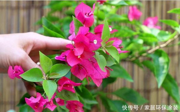  光照@三角梅总是不开花，除了养护原因，还有一个问题才是“关键”！