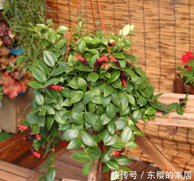  不占空间@想要养花，阳台空间太小？用1个巧妙的“方法”，多养出30盆花