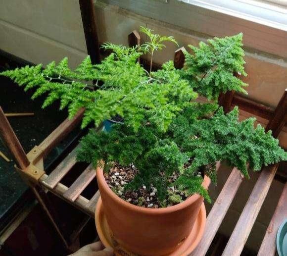 【铜钱草】3种花不怕剃秃头,乱七八糟一通剪,30天后迎来第二春