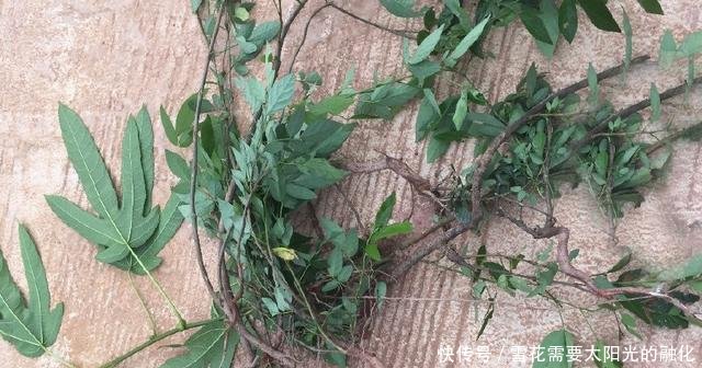 山里这种树，听名字可知作用，见到它可连根拔起，用它炖肉是一绝