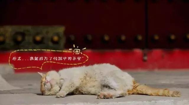 走！去故宫吸猫，181只皇家猫全都撸一遍