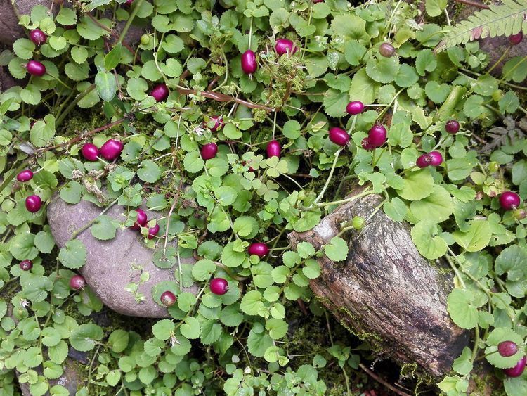 农村草丛里的小茄子,老人说“蛇吃过”不能碰,殊不知价值好珍贵