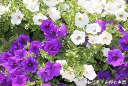  随便■这三种绿植买回来随便养都能蹭蹭长不停，真是新手必备