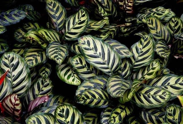  「植物」观叶植物中的翘楚！彩叶竹芋怎么养护，叶片才能更色彩斑斓？