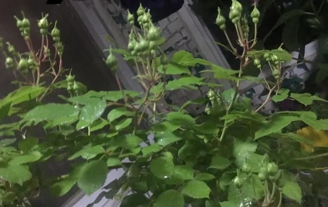  『丰花性好』狼家自育的表现到底如何，戳进来看看花友们的大实话