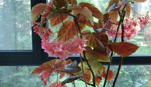  『阳光』喜欢养花，不如养这些花朵，喜阳光，开花超漂亮，花朵稠密又鲜艳